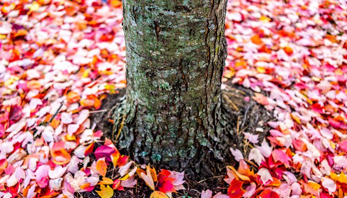 AutumnOne